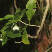 Vallaris solanacea (Roth) Kuntze